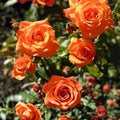 Marina Rose Floribunda Salmon Orange Live Plant – 1 Gallon Rosa spp. Shrub for Garden Beds & Landscaping
