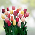 Mixed Tulip Bulbs 25 Pack | Tulipa | Colorful Spring Flowers for Garden Beds & Containers