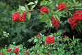 Red Elderberry Seeds - 30 Count - Sambucus racemosa - Deciduous Shrub with White Flowers & Red Berries for Garden & Woodland Planting