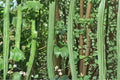 10 Seeds Snake Gourd Lagenaria siceraria