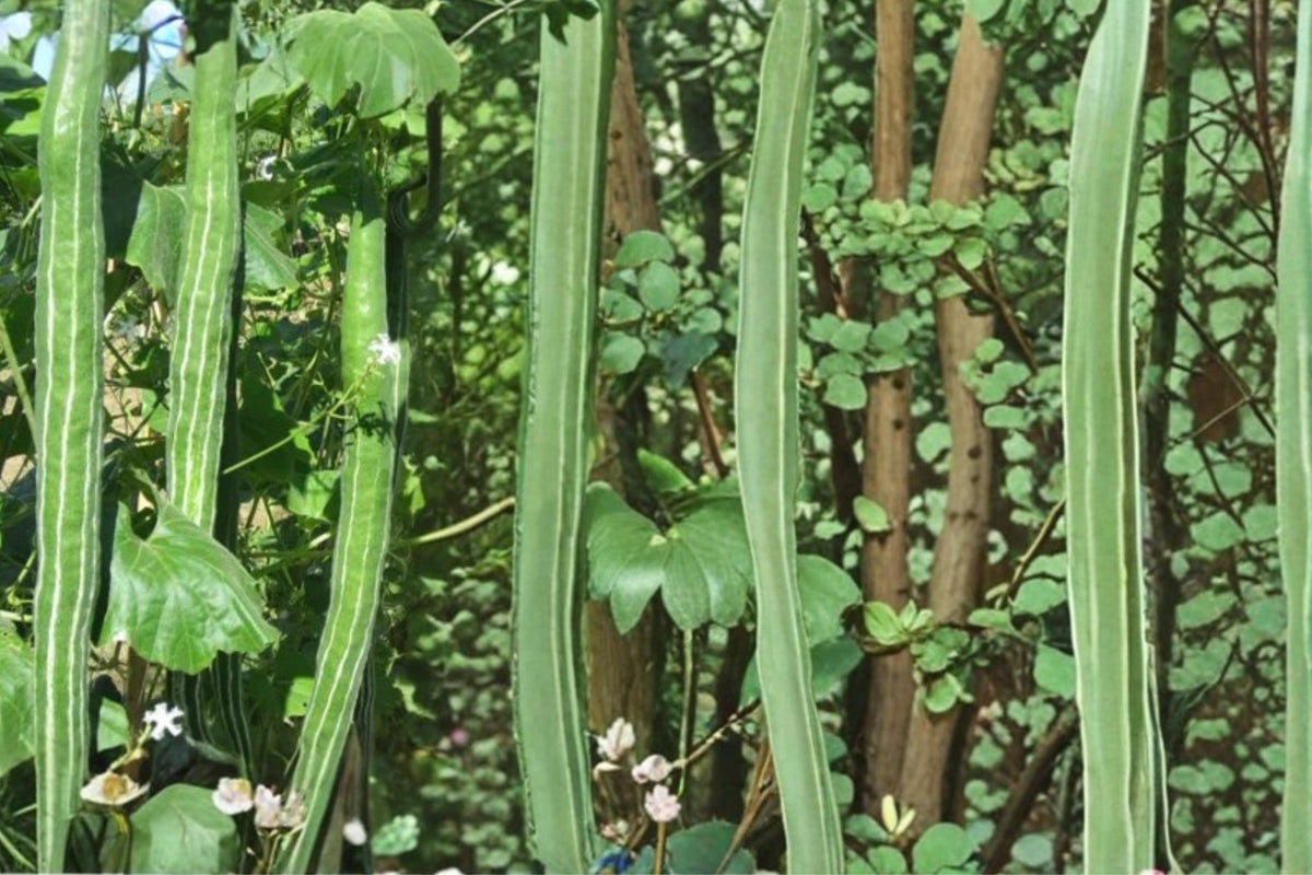 10 Seeds Snake Gourd Lagenaria siceraria
