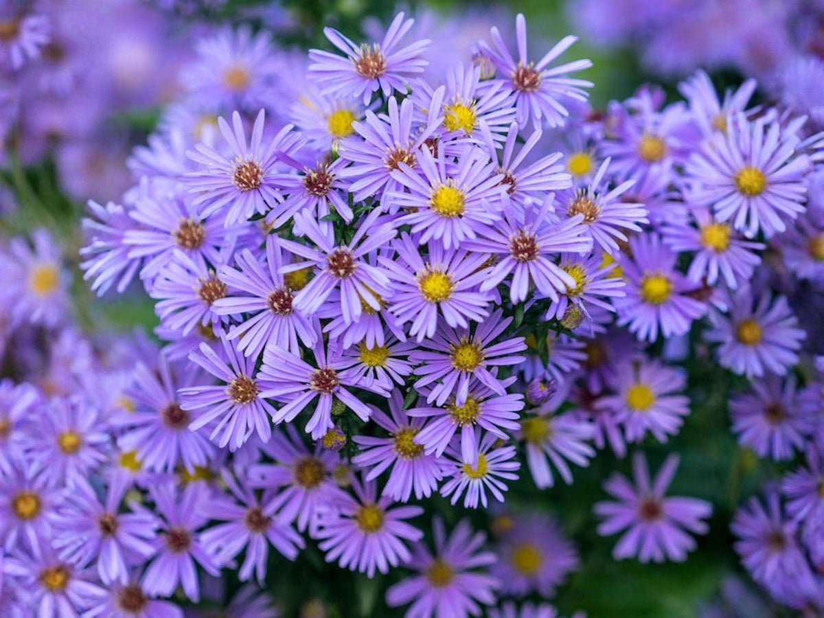 Symphyotrichum novi-belgii 100 Seeds – New York Aster Purple Pollinator Garden Flower Non-GMO Perennial Seeds