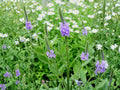Hoary Vervain Seeds – Heirloom Non-GMO Native Wildflower for Pollinator Gardens – Verbena stricta, Purple Blooms, Open-Pollinated
