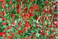 Fresno Chili Pepper Seeds - 25 Seeds - Capsicum annuum - Medium-Heat Red Peppers for Gardens & Containers