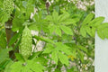 5 Seeds Bitter Gourd Momordica charantia Vegetable Garden Vine