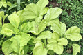 500 Seeds White Leaf Amaranth Amaranthus mangostanus Leafy Green