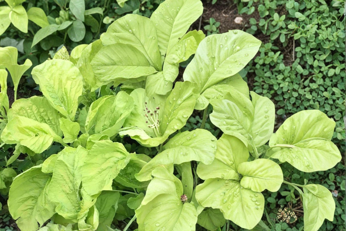 500 Seeds White Leaf Amaranth Amaranthus mangostanus Leafy Green