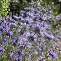 Cleveland Sage Plant – Fragrant Blue Purple Flowers, Drought Tolerant Herb, Salvia clevelandii, Native California Shrub