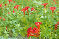 30 Seeds Trumpet Creeper Vine Campsis radicans Hummingbird Magnet Perennial