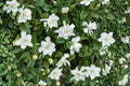 Cape Jasmine Seeds – Gardenia jasminoides Evergreen Shrub with Creamy White Flowers, Glossy Foliage, for Borders & Containers