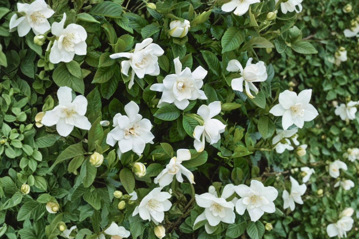20 Seeds Cape Jasmine Gardenia jasminoides Fragrant Evergreen Shrub White Blooms