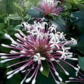 Shooting Star Plant Cuttings – Clerodendrum Quadriloculare, Tropical Shrub, Starburst Flowering Plant, Live Ornamental Tropical Plant