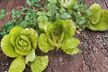 Freckles Romaine Lettuce Seeds - Heirloom, Non-GMO, Speckled Leaf Salad Green, 500+ Seeds