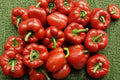 Giant Red Bell Pepper Seeds – Heirloom, Non-GMO, High Yield Vegetable Garden Planting, Large Thick-Walled Fruits