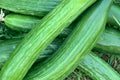 Southern Delight Japanese Cucumber Seeds - Heirloom, Non-GMO, High Yield, Crisp Fruit, Climbing Vine, Vegetable Seeds