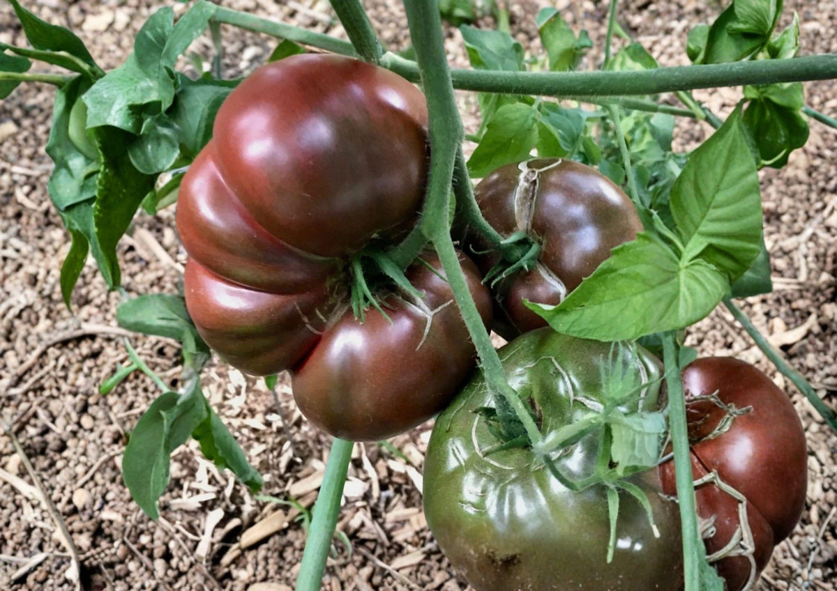 Cherokee Purple Tomato Seeds – Heirloom Non-GMO Vegetable Seeds for Home Garden, Slicer Tomato, Solanum lycopersicum