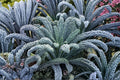Black Magic Kale Seeds – Heirloom Non-GMO Lacinato Dinosaur Kale for Gardens, 400+ Seeds, Cold Hardy, Nutrient-Rich Dark Leafy Greens
