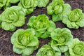 Little Gem Butterhead Lettuce Seeds – Heirloom Non-GMO Compact Romaine, 500+ Seeds for Salad Greens and Container Gardening
