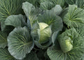 Early Round Dutch Cabbage Seeds – Heirloom Non-GMO, Compact Round Head, Crisp Leaves, Vegetable Seeds for Garden Planting