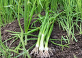 White Lisbon Onion Seeds, Bunching Scallion, Heirloom Vegetable Seeds for Garden Planting, Green Onions, Fast Growing