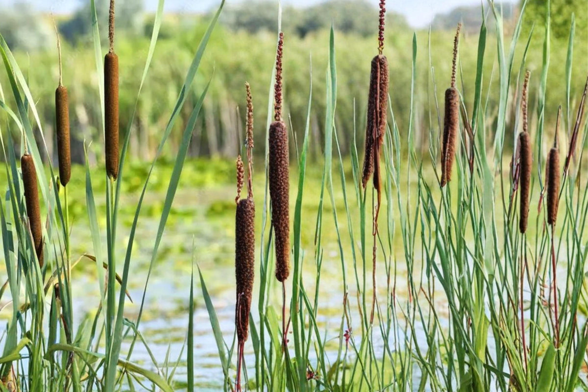 600 Seeds Cattail Typha latifolia Pond Marginal Wetland Plant