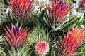 10 Seeds Tillandsia ionantha Air Plant Bromeliad Easy Care