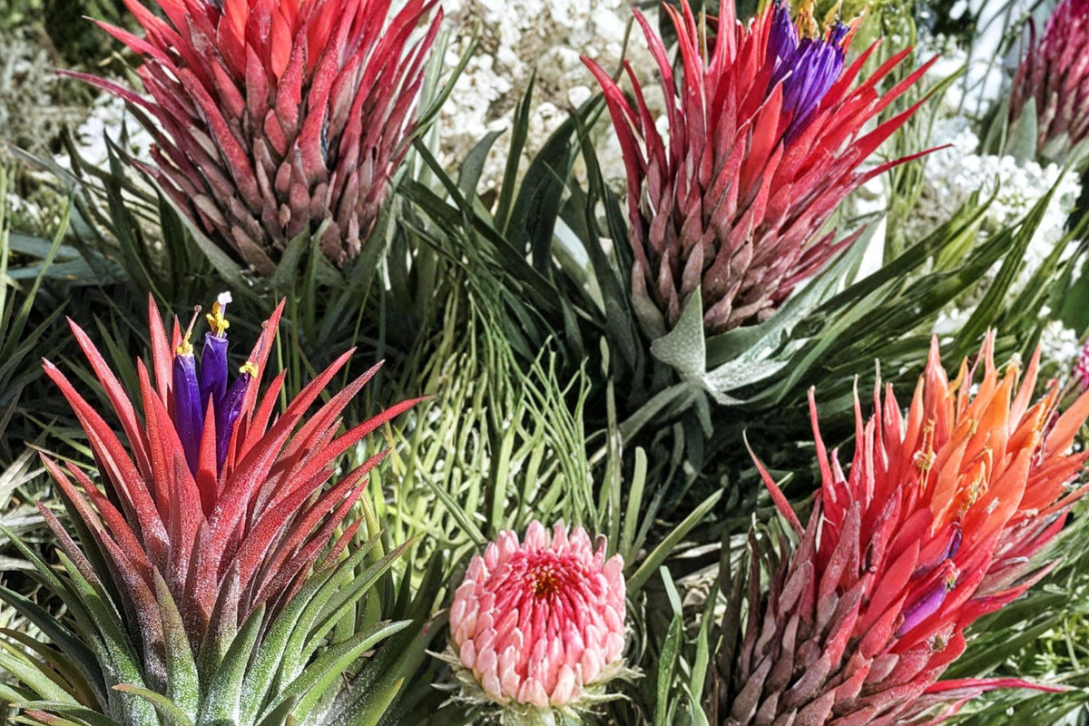 10 Seeds Tillandsia ionantha Air Plant Bromeliad Easy Care