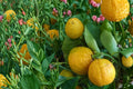 10 Seeds Dwarf Orange Citrus sinensis Sweet Orange Compact Container Variety