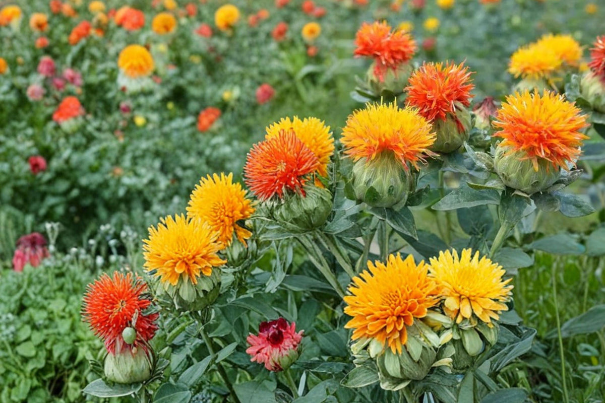 30 Seeds Zanzibar Safflower Carthamus tinctorius Orange Flower Annual