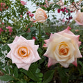 Peace Rose Live Plant – 1 Gallon Hybrid Tea Yellow Blend Rose Rosa spp. for Garden Beds & Landscapes