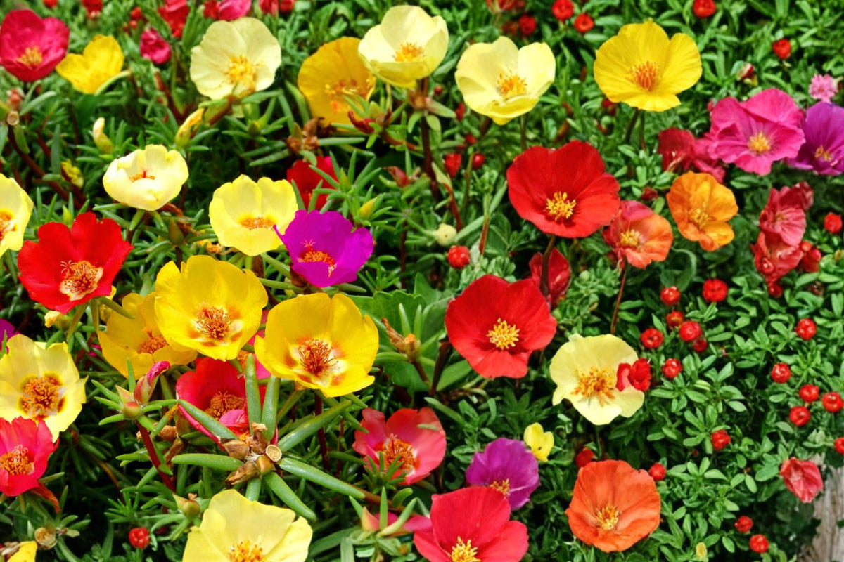 100 Seeds Moss Rose Portulaca grandiflora Low Growing Annual Flower
