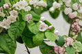 Pink Flowering Quince Bare Root Plant – Cydonia oblonga, Ornamental Tree for Garden, Early Blooming, Full Sun, USDA Zones 5-9