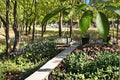 20 Seeds Hardy Rubber Tree Eucommia ulmoides Shade Tree Outdoor Garden