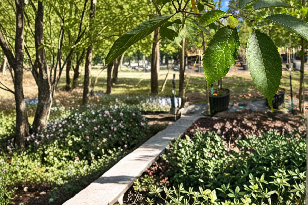 20 Seeds Hardy Rubber Tree Eucommia ulmoides Shade Tree Outdoor Garden