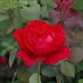Mr. Lincoln Rose Plant – 1 Gallon Hybrid Tea Red Flowering Shrub Rosa spp.