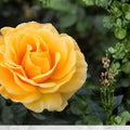 St. Tropez Rose Floribunda Live Plant – 1 Gallon Shrub with Yellow-Orange Clusters – Rosa spp.