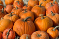 Heirloom Jack O Lantern Pumpkin Seeds – Large Carving Pumpkins for Halloween, 10 Seeds