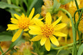 Meadow Arnica Seeds (100) - Native Wildflower with Yellow Daisies - Arnica chamissonis for Pollinator Gardens & Natural Landscapes