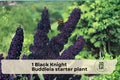 Black Knight Buddleia Starter Plant | Butterfly Bush Shrub with Deep Purple Blooms | Buddleia davidii for Pollinator Gardens