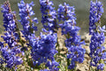 Pagoda Penstemon Seeds, Native Wildflower, Drought Tolerant, Pollinator Attracting, Penstemon angustifolius, Xeriscape Plant