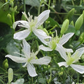 Sweet Autumn Clematis Cuttings | Fragrant White Star Flowers Vine (Clematis terniflora) | 10 Fresh Unrooted Clippings