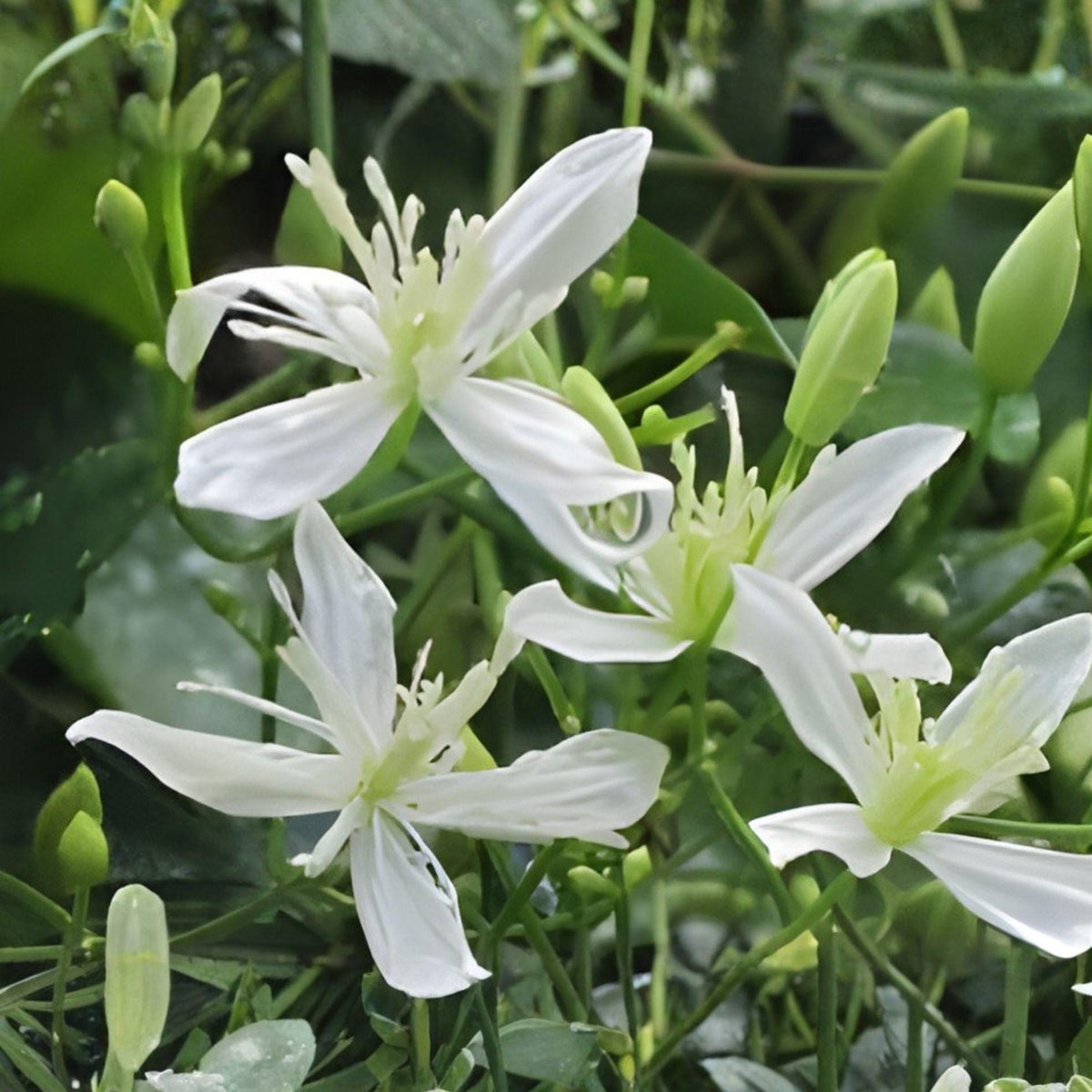 Sweet Autumn Clematis Cuttings | Fragrant White Star Flowers Vine (Clematis terniflora) | 10 Fresh Unrooted Clippings