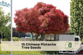 Chinese Pistache Tree Seeds – Deciduous Shade Tree with Vibrant Foliage – Pistacia chinensis for Landscaping and Garden Planting