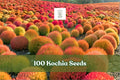 Kochia Seeds - 100 Pack Burning Bush Summer Cypress (Bassia scoparia) - Color-Changing Foliage for Garden Borders and Accents
