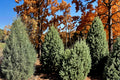 15 Seeds Rocky Mountain Juniper Juniperus scopulorum Evergreen Tree