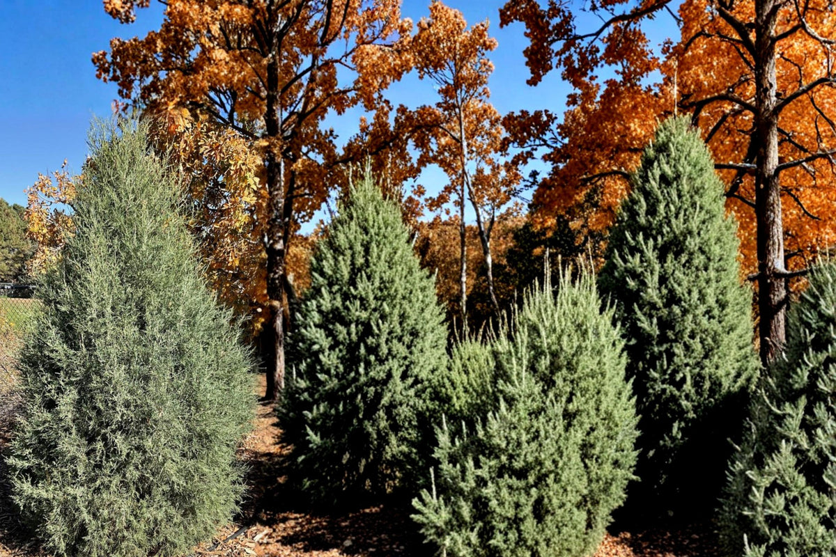 15 Seeds Rocky Mountain Juniper Juniperus scopulorum Evergreen Tree