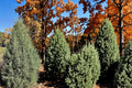 Rocky Mountain Juniper Seeds - 15 Blue-Green Conifer Seeds - Juniperus scopulorum - Evergreen Tree for Windbreaks and Screens