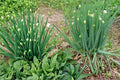 50 Seeds Nebuka Bunching Onion Allium fistulosum Japanese Bunching Onion Hardy Perennial Culinary Herb