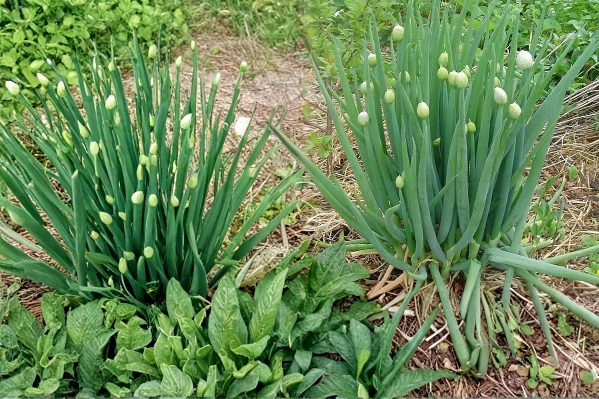 50 Seeds Nebuka Bunching Onion Allium fistulosum Japanese Bunching Onion Hardy Perennial Culinary Herb