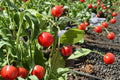 25 Seeds Red Cherry Pepper Capsicum annuum Heirloom Hot Pepper